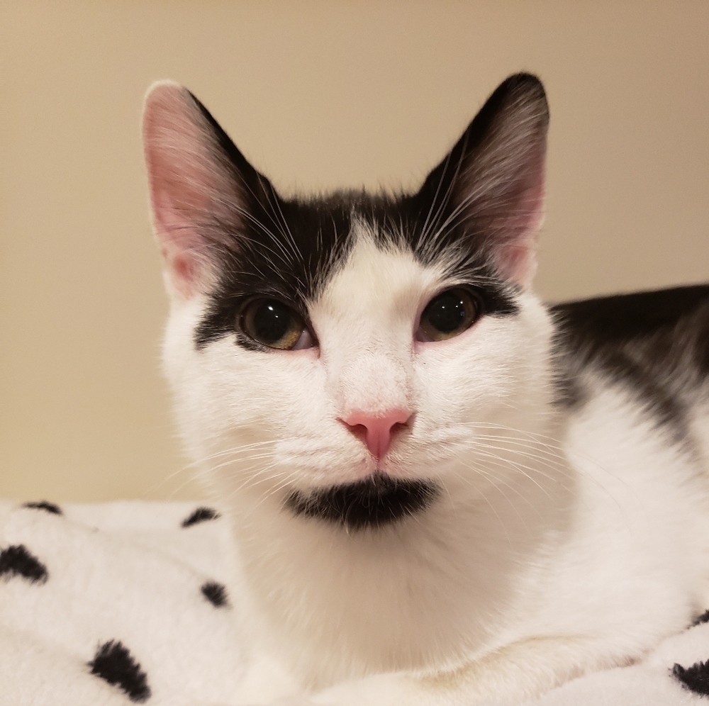 Meet your Posher, Darcy